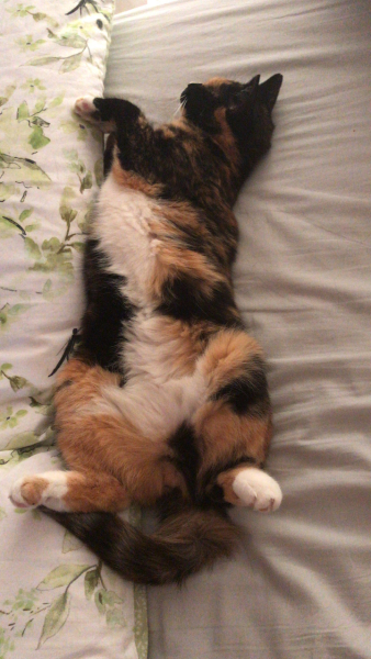 If your cat did OLD, what profile picture would she/he use?