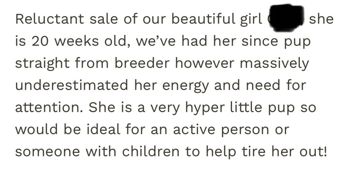 Adolescent Dog Survival...Sharing Tips & Tails