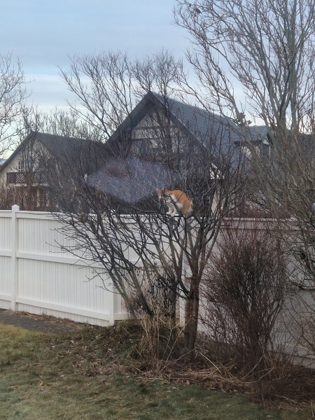 Tinsel, Glitter and Baubles - the Excellent Cats prepare to knock Everything off your Christmas Tree