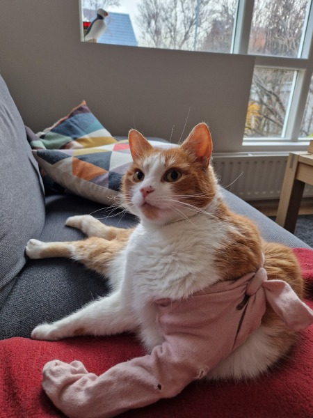 Trick or Cat Treat? The Excellent Cats do Halloween