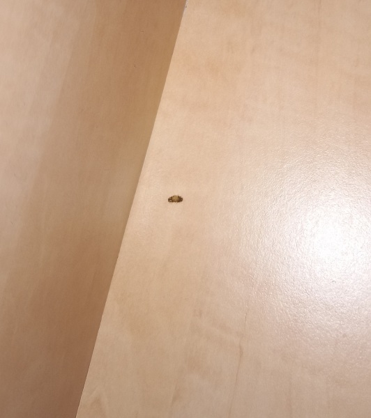 What's this please (pic)?