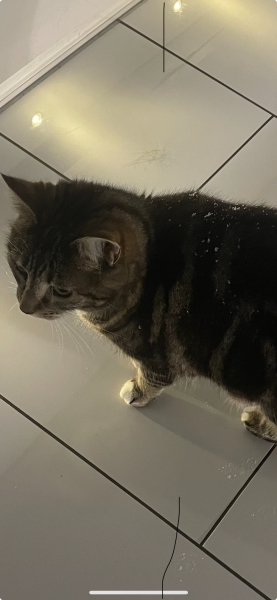 It’s snowing ❄️