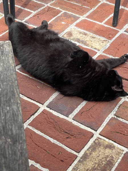 Tart cat.