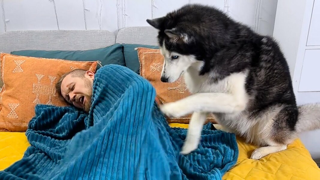 ExH brought his dog in my house without permission