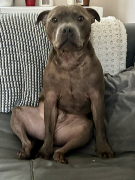 Which dog?