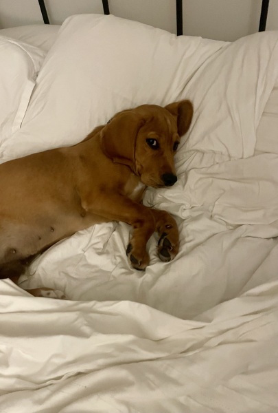 Adolescent Dog Survival...Sharing Tips & Tails
