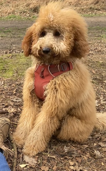 Which breed?