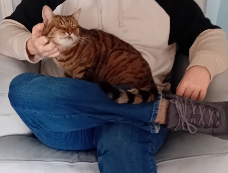 Trick or Cat Treat? The Excellent Cats do Halloween