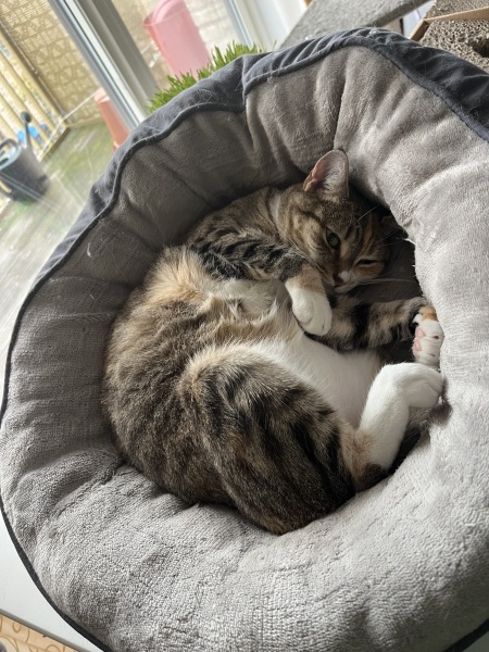 Trick or Cat Treat? The Excellent Cats do Halloween