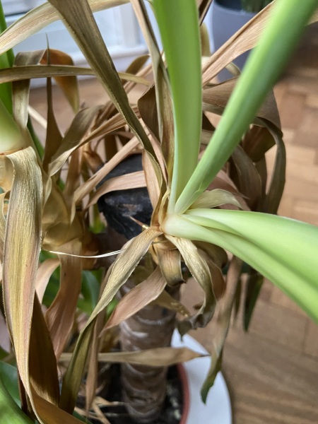 Any green fingered gurus around
