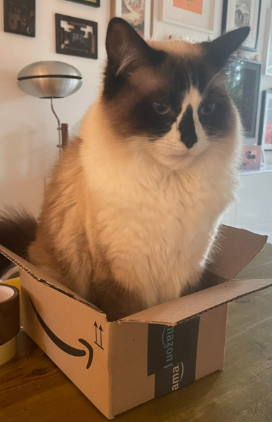 What is the absolute best Christmas present for a cat