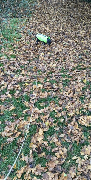 Puppy Survival Thread for New and Old Pups - here comes winter 2024