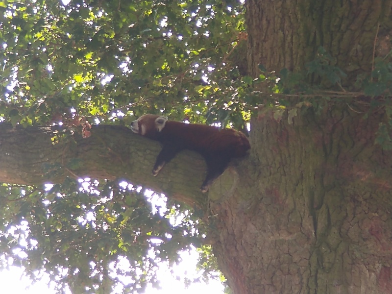 Bluestocking: Do androids dream of electric hair?