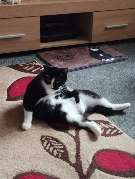 If your cat did OLD, what profile picture would she/he use?