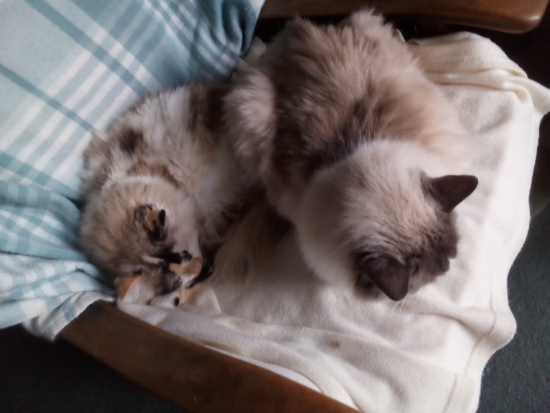 Trick or Cat Treat? The Excellent Cats do Halloween