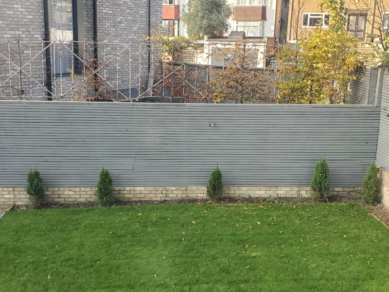 Evergreen trees or climbers for screening