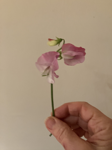 It’s snowing ❄️