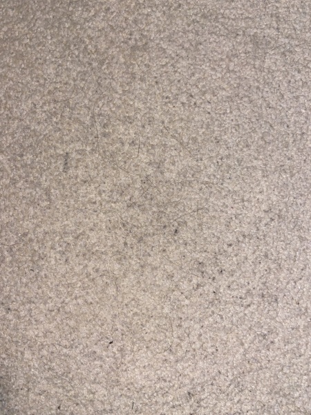 Will a carpet shampooer sort this grubby carpet?