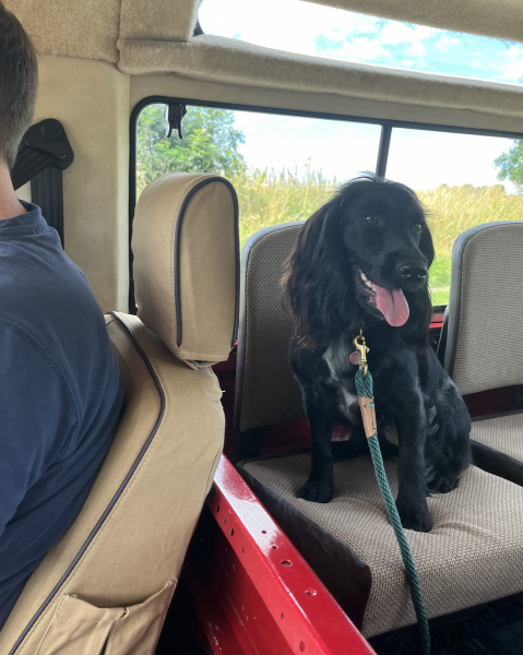 Adolescent Dog Survival Thread - Bark the Herald, furry angels sing!