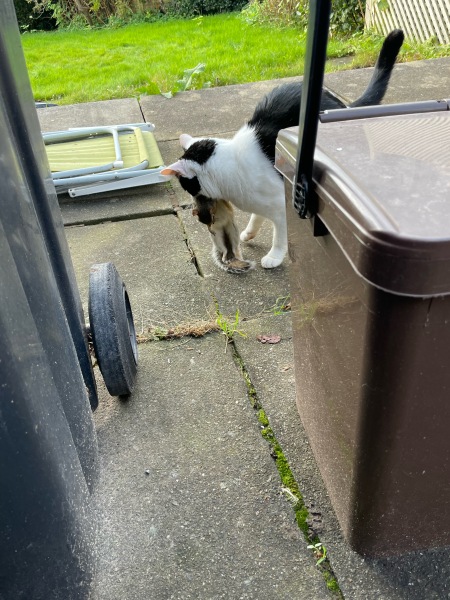 To think Whinfell Center Parcs should not have feral cats