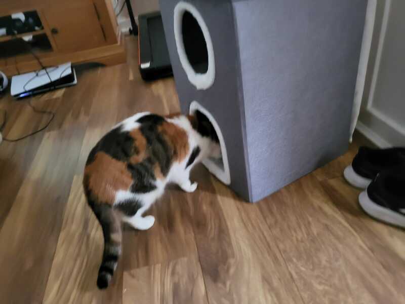 If your cat did OLD, what profile picture would she/he use?