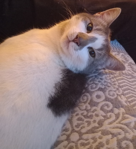 If your cat did OLD, what profile picture would she/he use?