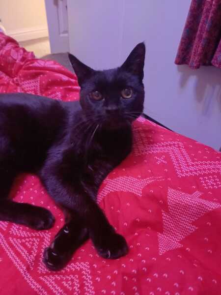 My little buddy has been pts