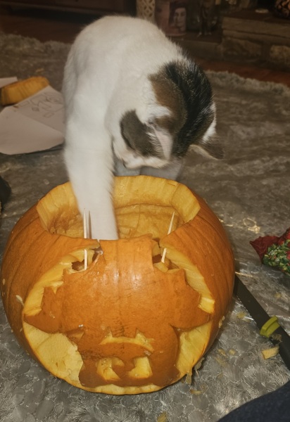 Trick or Cat Treat? The Excellent Cats do Halloween