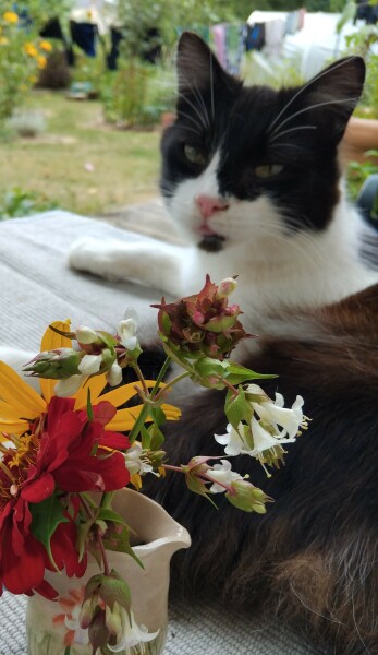 If your cat did OLD, what profile picture would she/he use?