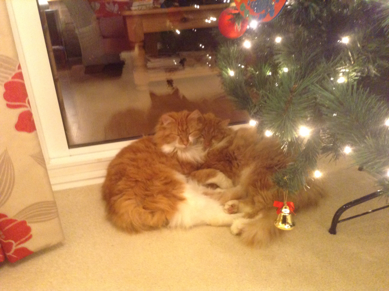 Kittens and tree - HELP!