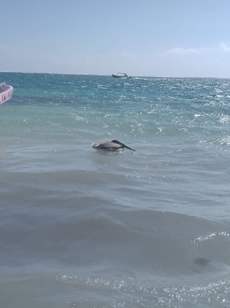 Trick or Cat Treat? The Excellent Cats do Halloween