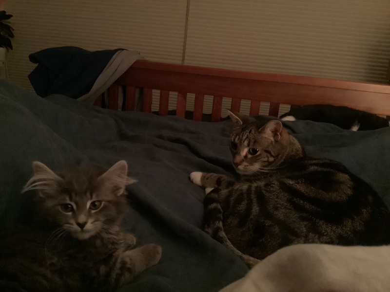 Trick or Cat Treat? The Excellent Cats do Halloween