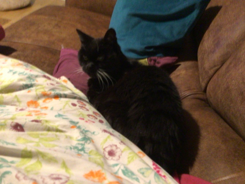 Bluestocking: Do androids dream of electric hair?