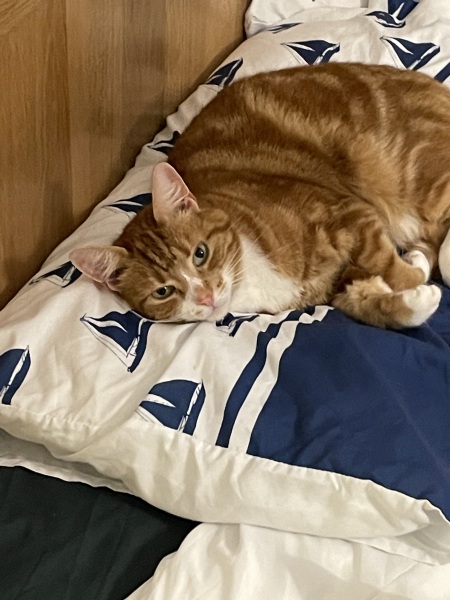 If your cat did OLD, what profile picture would she/he use?