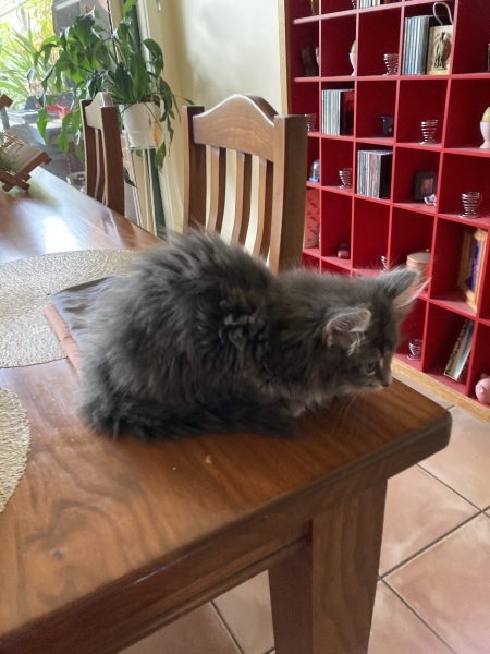 Enter Cat Four