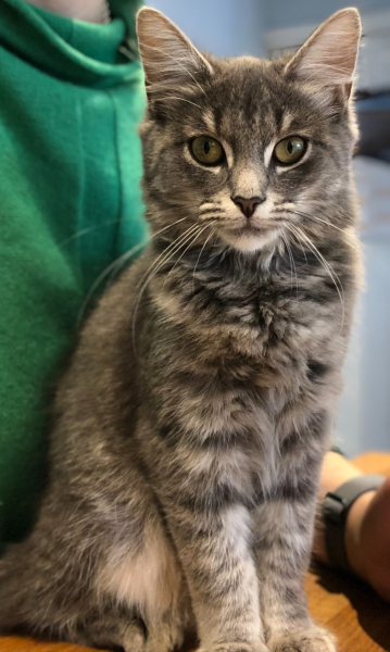 If your cat did OLD, what profile picture would she/he use?