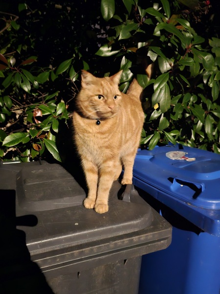 Trick or Cat Treat? The Excellent Cats do Halloween