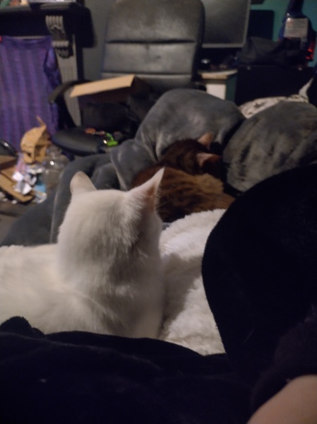 Trick or Cat Treat? The Excellent Cats do Halloween