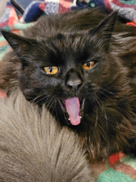 Trick or Cat Treat? The Excellent Cats do Halloween