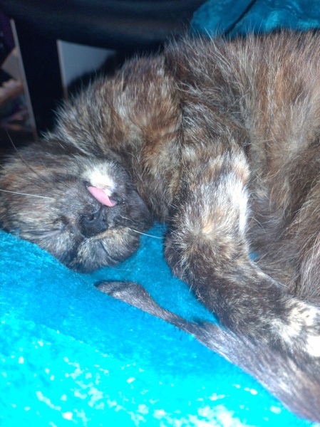 Trick or Cat Treat? The Excellent Cats do Halloween