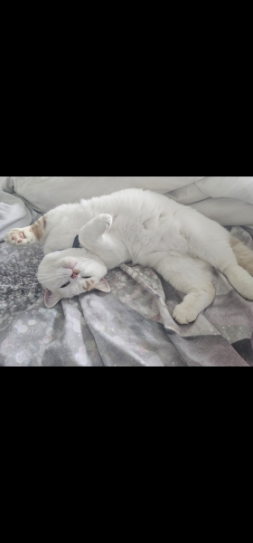 If your cat did OLD, what profile picture would she/he use?