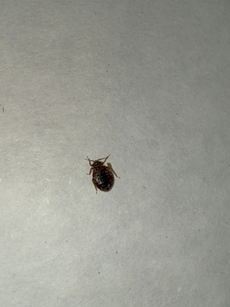 BEDBUG HELP