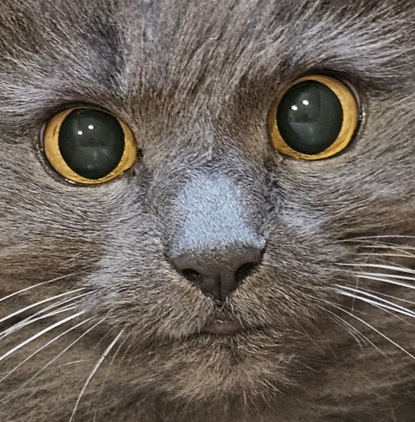 If your cat did OLD, what profile picture would she/he use?