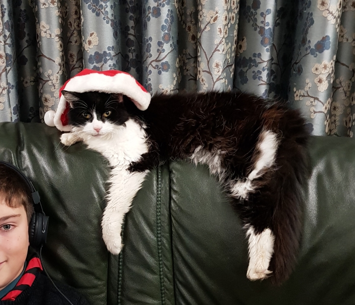 If your cat did OLD, what profile picture would she/he use?