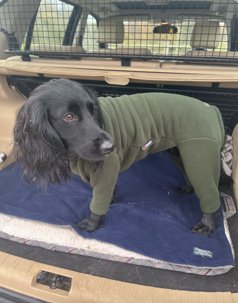 Adolescent Dog Survival...Sharing Tips & Tails