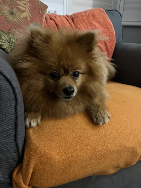 Thread 11 Starmer: Will that Phone Call Be To Harris or to Trump? (the decidedly superior looking cats thread)