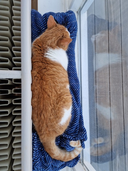 Trick or Cat Treat? The Excellent Cats do Halloween