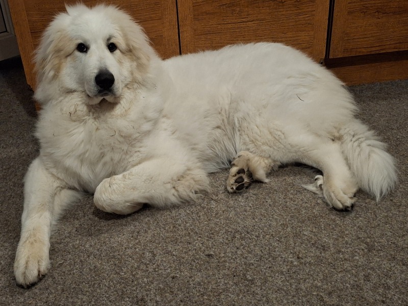Adolescent Dog Survival Thread - Bark the Herald, furry angels sing!