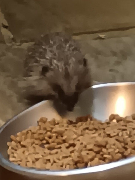 Hedgehogs, death and depression