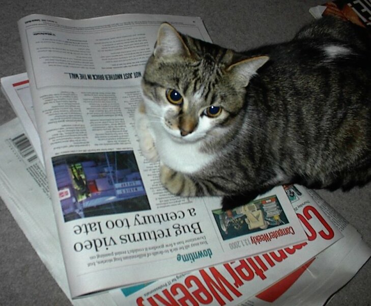 If your cat did OLD, what profile picture would she/he use?